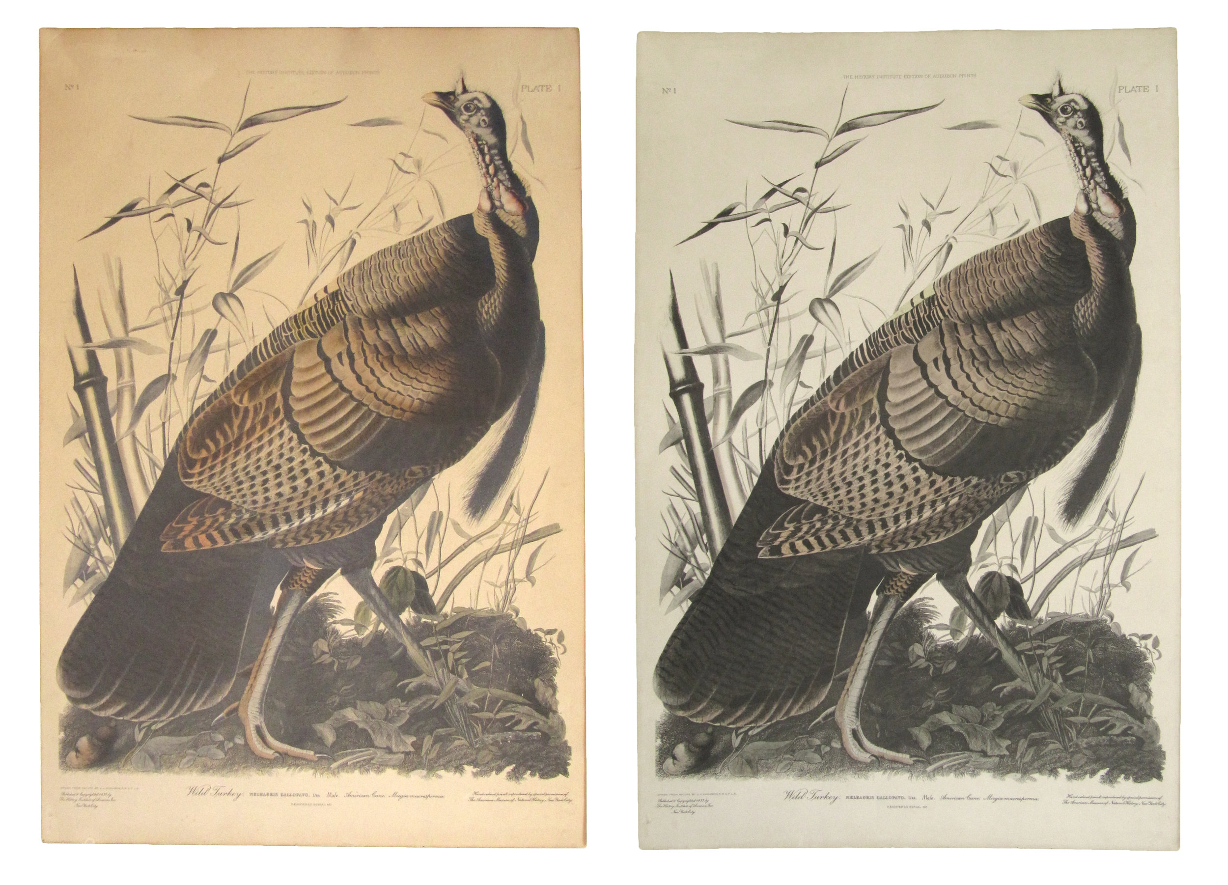 Audubon.jpg